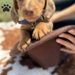 Cookie, Dachshund Puppy